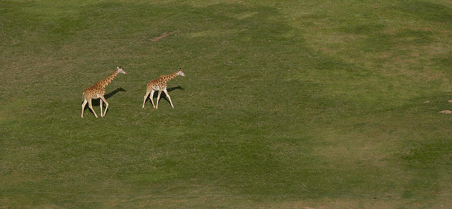 Rothschild Giraffe Pair Crossing Photograph by San Diego Zoo