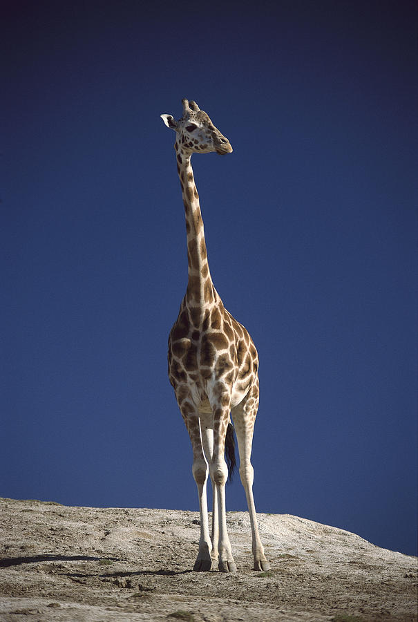 Rothschild Giraffe Portrait Photograph by San Diego Zoo