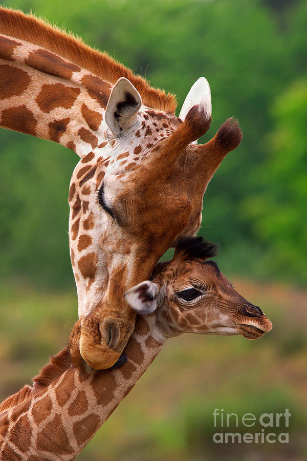Rothschild Giraffe with calf Photograph by Nick  Biemans
