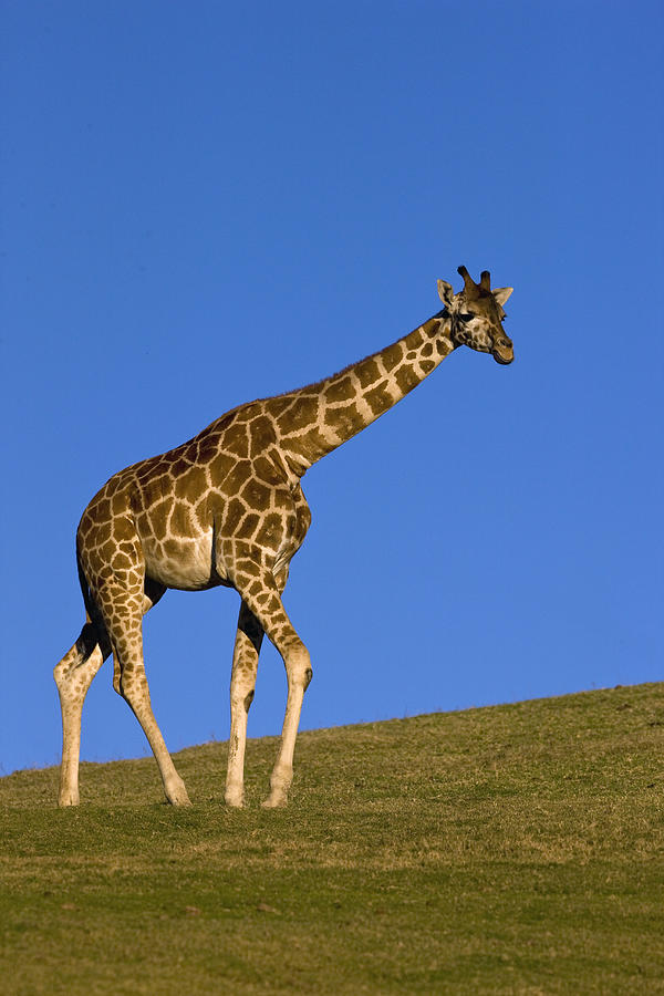 Rothschild Giraffe  Photograph by San Diego Zoo