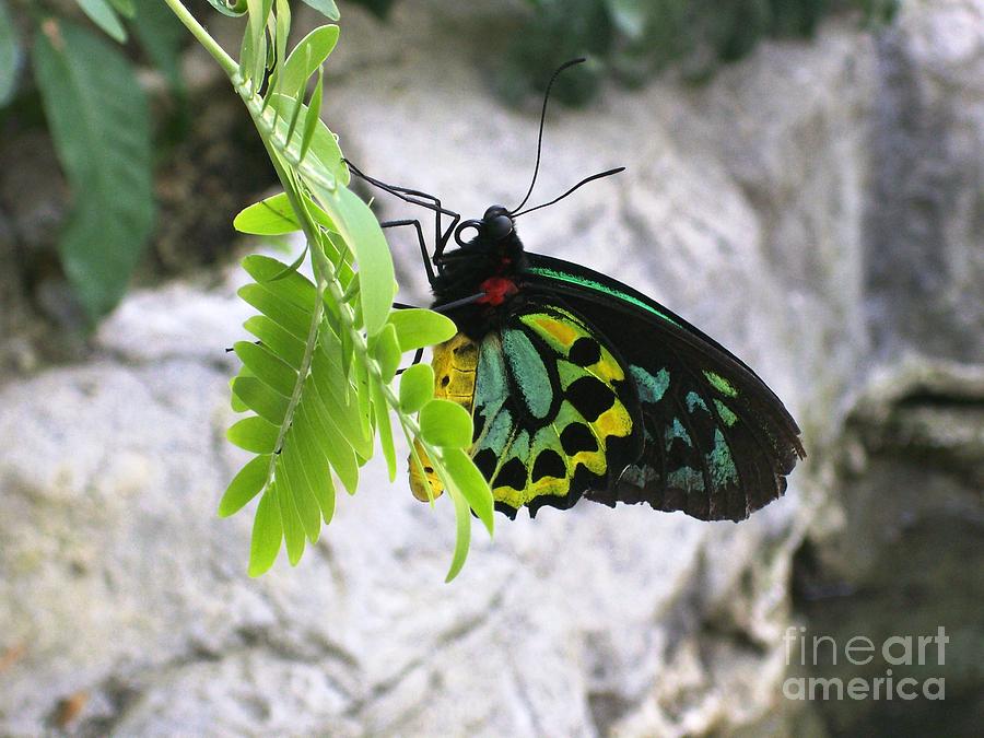 Butterfly Photograph - Rothschilds Birdwing Butterfly by Laurie Eve Loftin