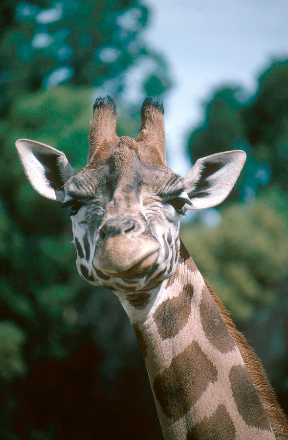 Rothschilds Giraffe Photograph by A.b. Joyce