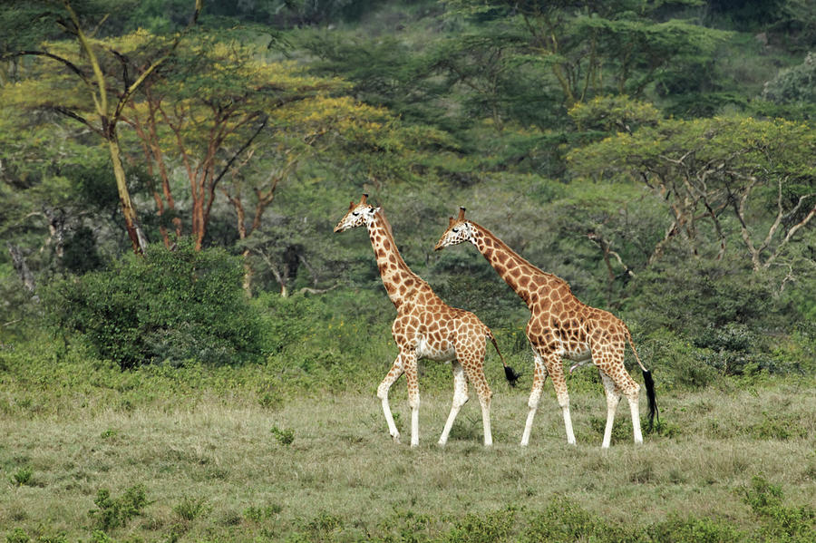 Rothschild's Giraffe, Lake Nakuru Photograph by Adam Jones - Fine Art ...