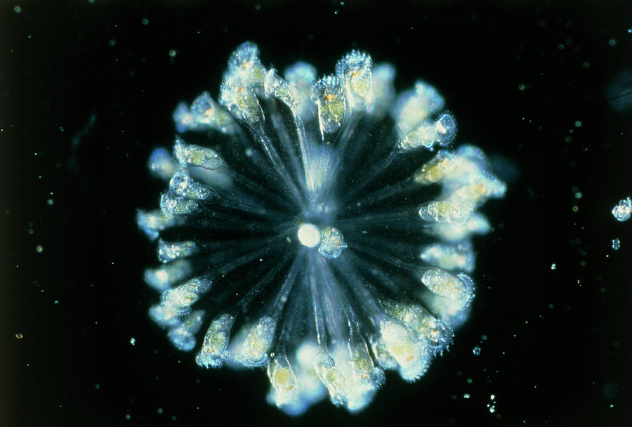 Rotifer Colony Photograph by Sinclair Stammers/science Photo Library