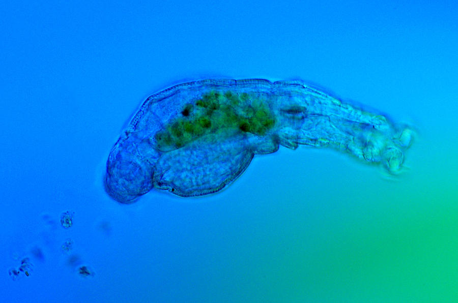 Rotifer Just After Defecation, Lm Photograph by Marek Mis
