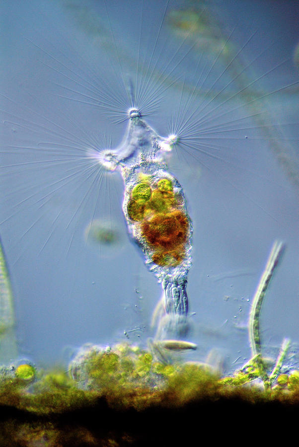 Rotifer Photograph by Sinclair Stammers/science Photo Library - Fine ...