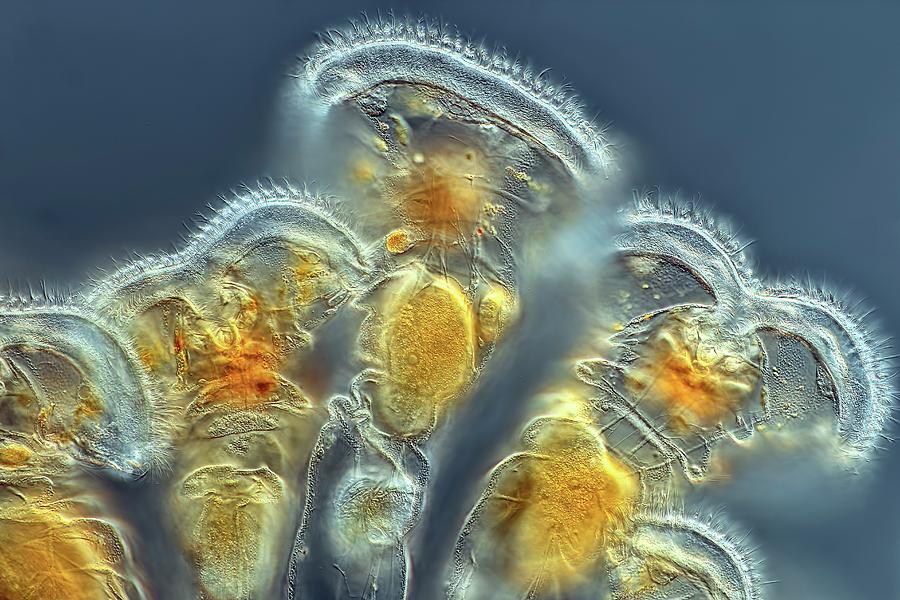 Rotifers Photograph by Rogelio Moreno/science Photo Library