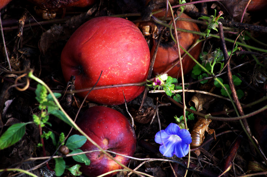 Rotten Apples Photograph by Cathy Shiflett