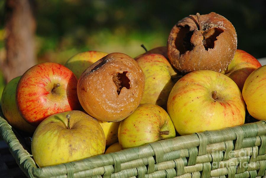 Rotten apples in the basket Photograph by David Fowler Pixels