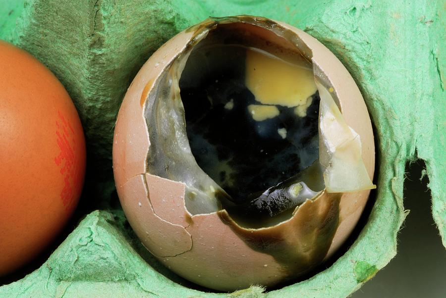 Rotten Eggsrotten Eggs On Wooden Background Stock Photo 394978087