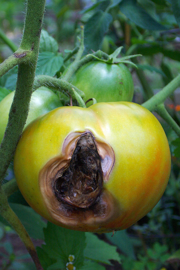 Rotten Tomato Photograph by Bonnie Sue Rauch - Pixels