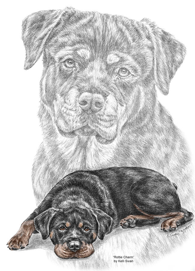 Rottie Charm - Rottweiler Dog Print with Color Drawing by Kelli Swan