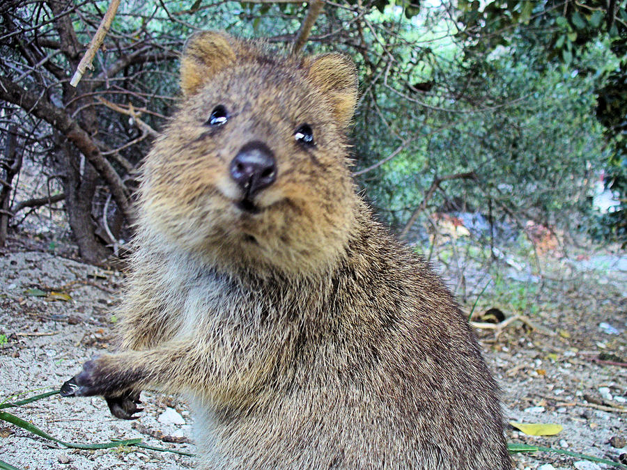 Rottnest Quokka Photograph by David Rich - Fine Art America