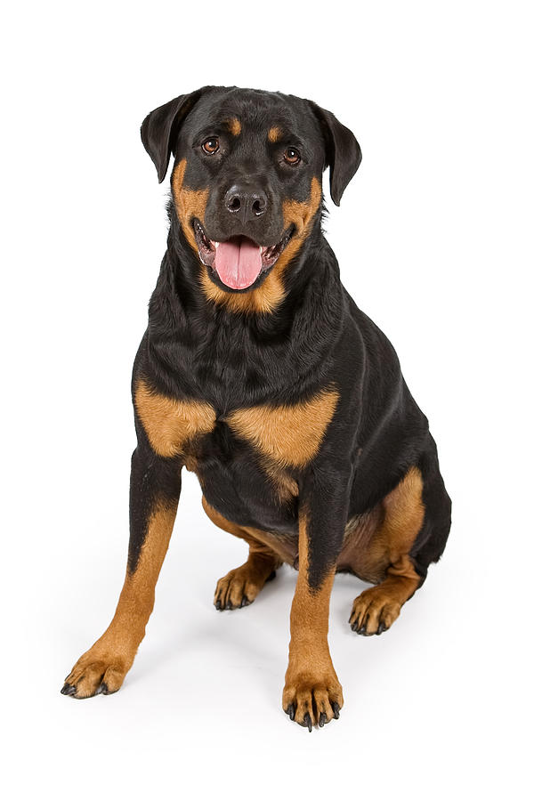 Dog Photograph - Rottweiler Dog Isolated on White by Good Focused