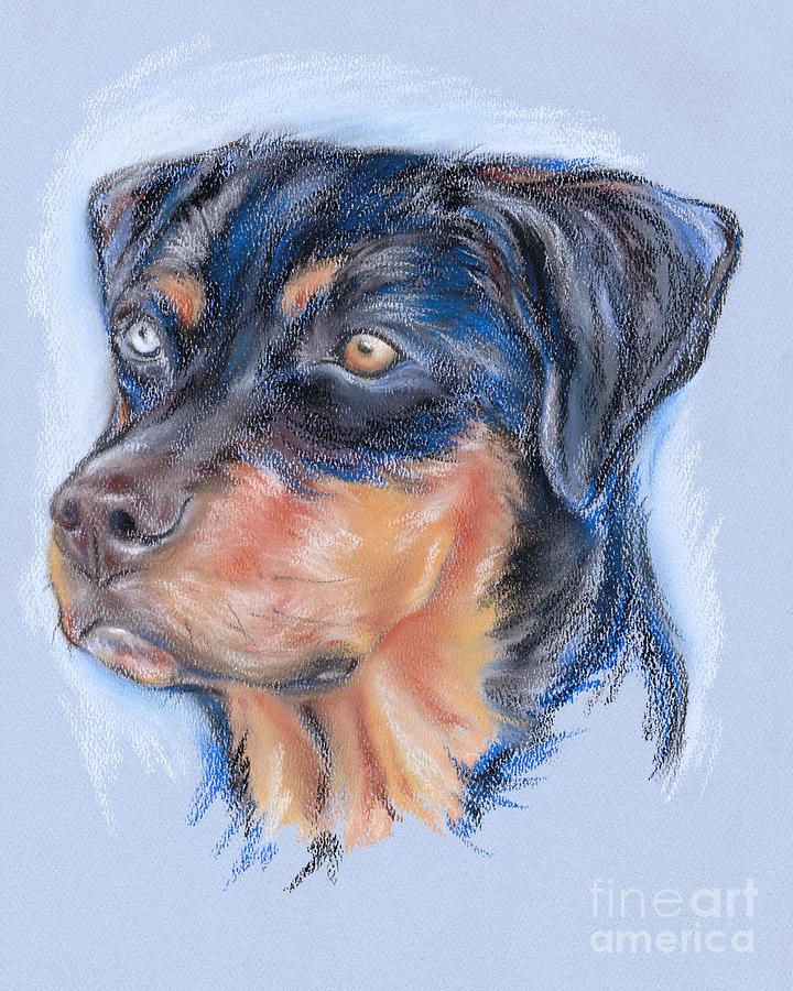 Rottweiler Mix Portrait Pastel by MM Anderson