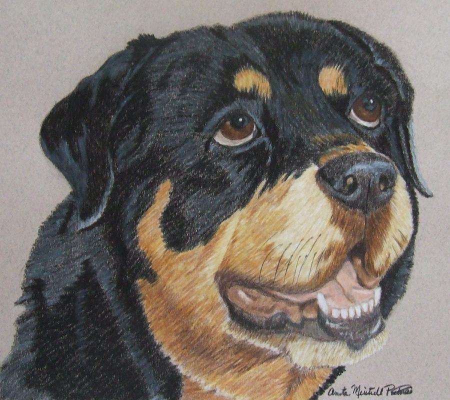 Rottweiler Portrait Drawing by Anita Putman