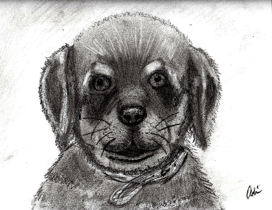 Rottweiler Pup Drawing