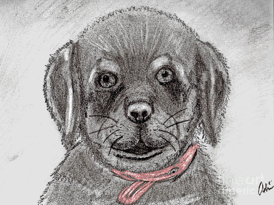 Rottweiler Pup Drawing With Color Splash Drawing