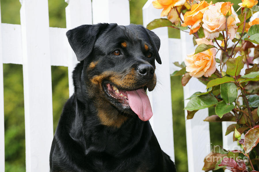 Dog Photograph - Rottweiler Sitting By Fence by John Daniels