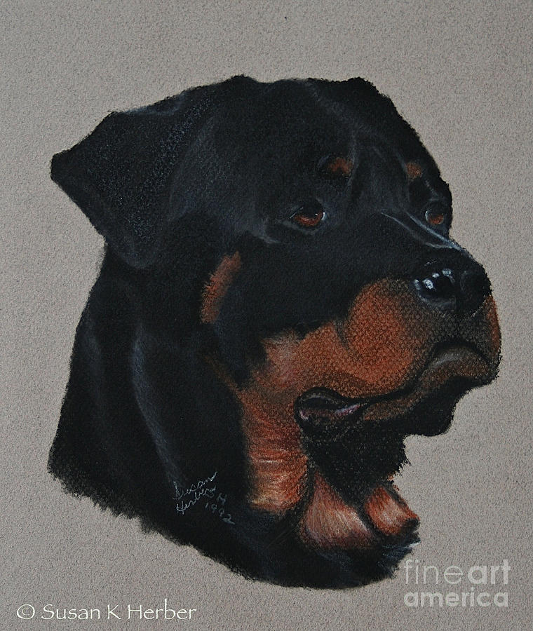 Rottweiler Pastel by Susan Herber