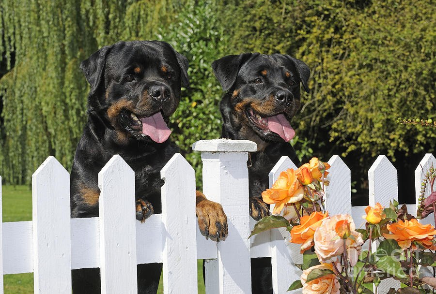 Rottweilers Looking Over Fence Photograph by John Daniels