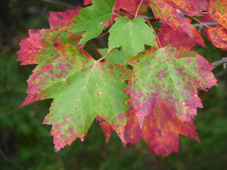 Rouge et vert Photograph by Raymonde Thiffeault