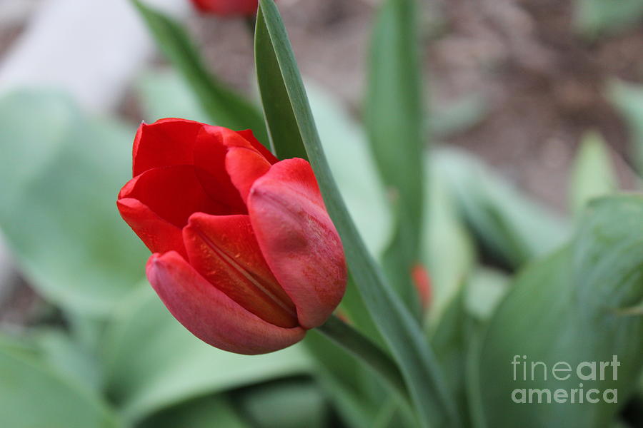 Rouge Tulip Photograph by Margaret Hamilton