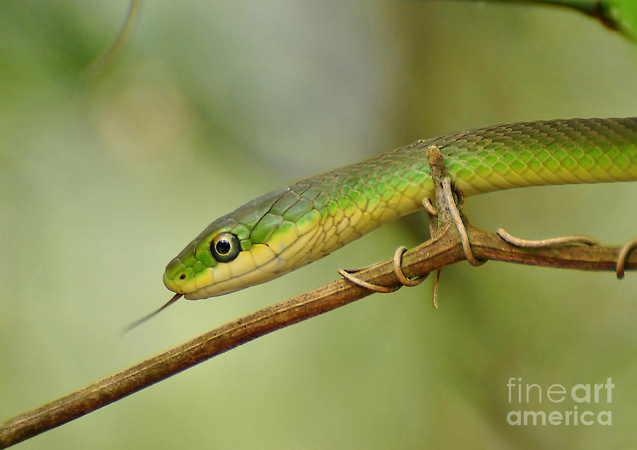 Rough Green Snake II Photograph by Kathy Baccari