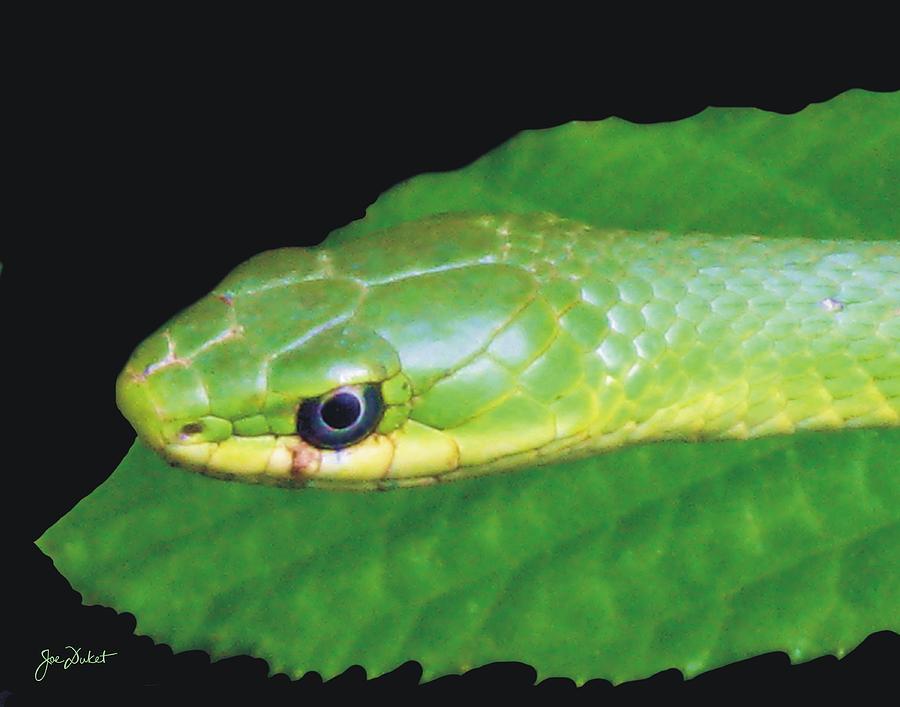 Rough Green Snake Photograph by Joe Duket