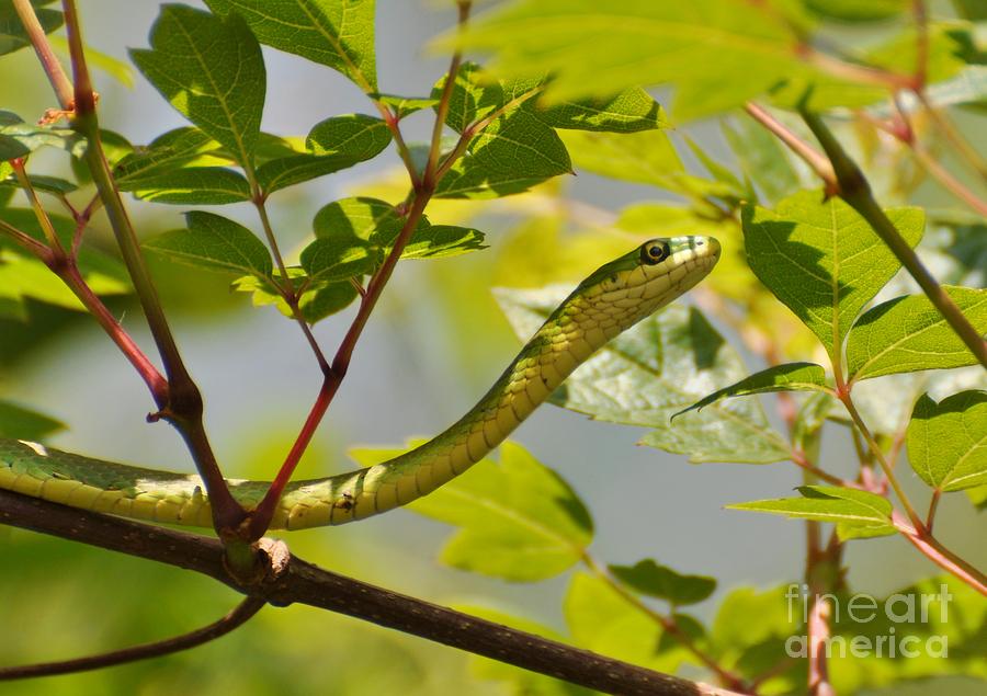 Rough Green Snake Photograph by Kathy Baccari