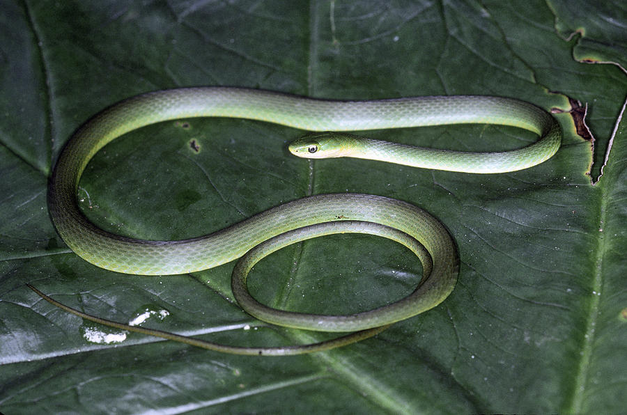 Rough Green Snake Photograph by Millard H. Sharp