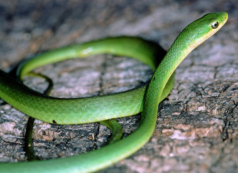 Rough Green Snake Opheodrys Aestivus Photograph by Millard H. Sharp