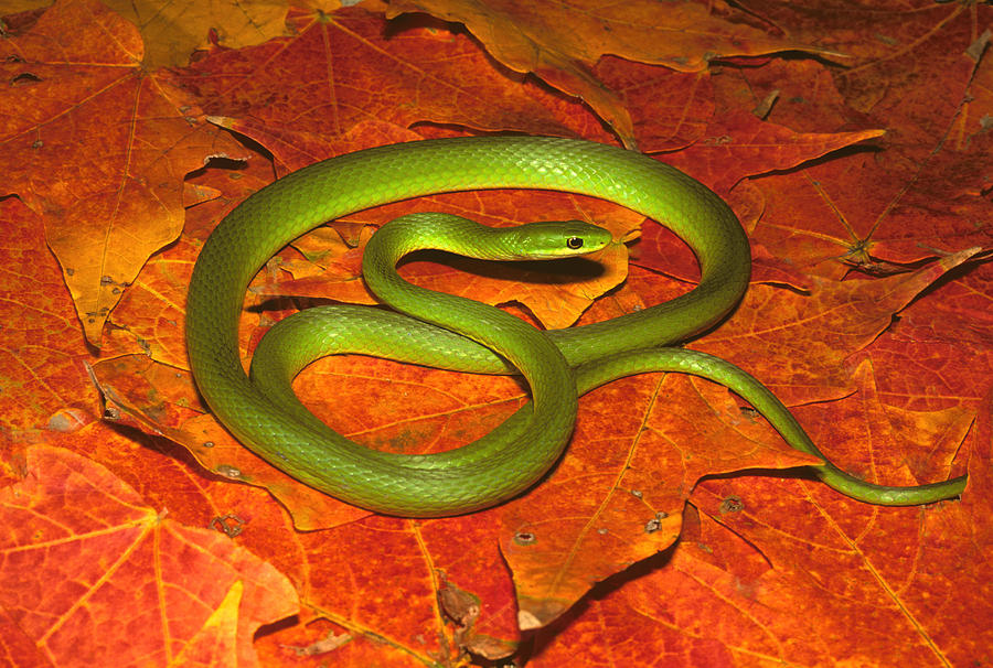 Rough Green Snake Photograph by Suzanne L. Collins