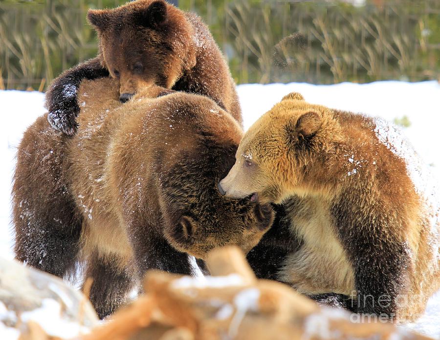 Grizzly Bear Photograph - Rough-housing by Adam Jewell
