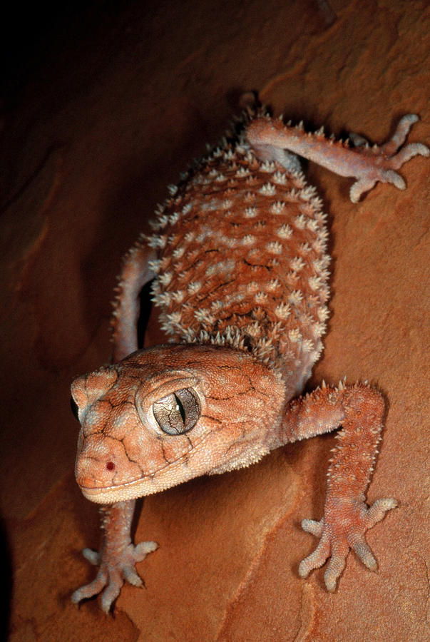 Rough Knobtail Gecko Photograph by Steve Cooper