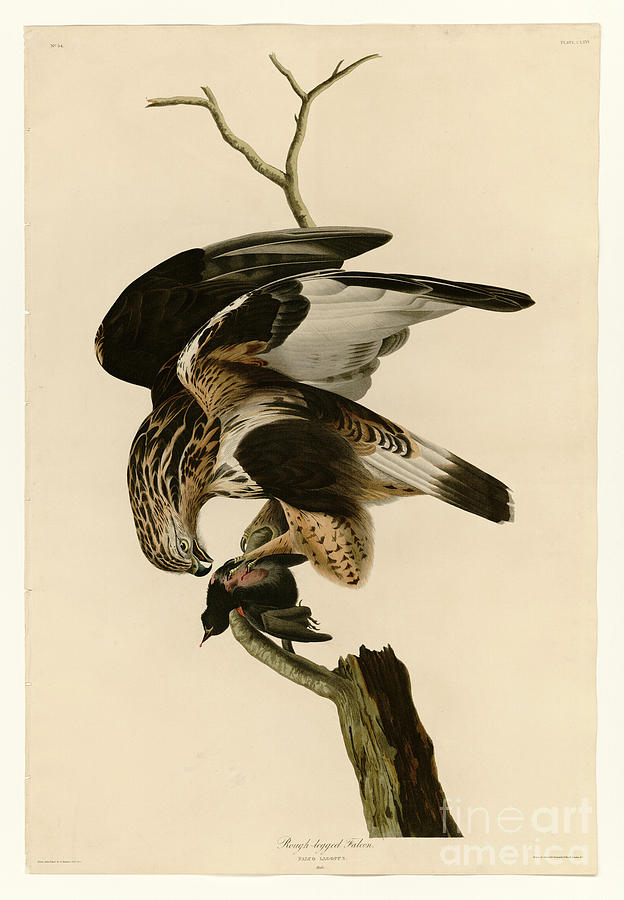 John James Audubon Painting - Rough-legged Falcon by Celestial Images