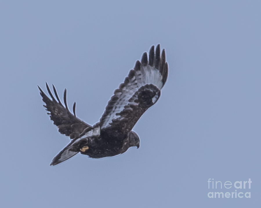 Rough-legged Hawk 2 Photograph by Ronald Grogan