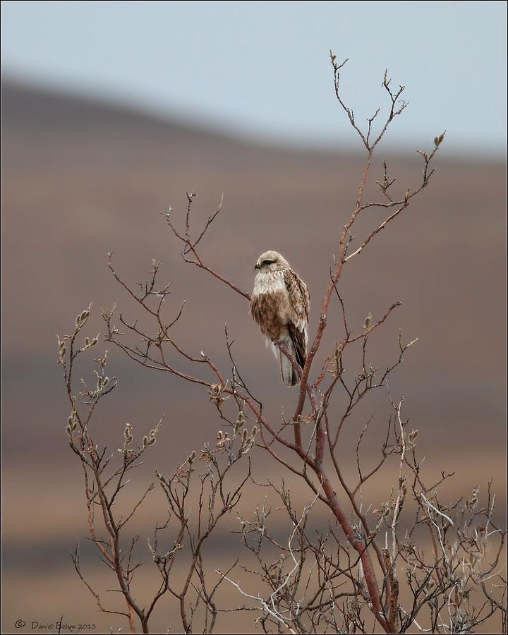 Rough Legged Hawk Photograph by Daniel Behm