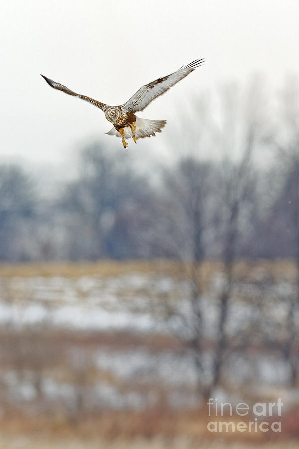 Hawk Photograph - Rough Legged Hawk Hovering by Natural Focal Point Photography