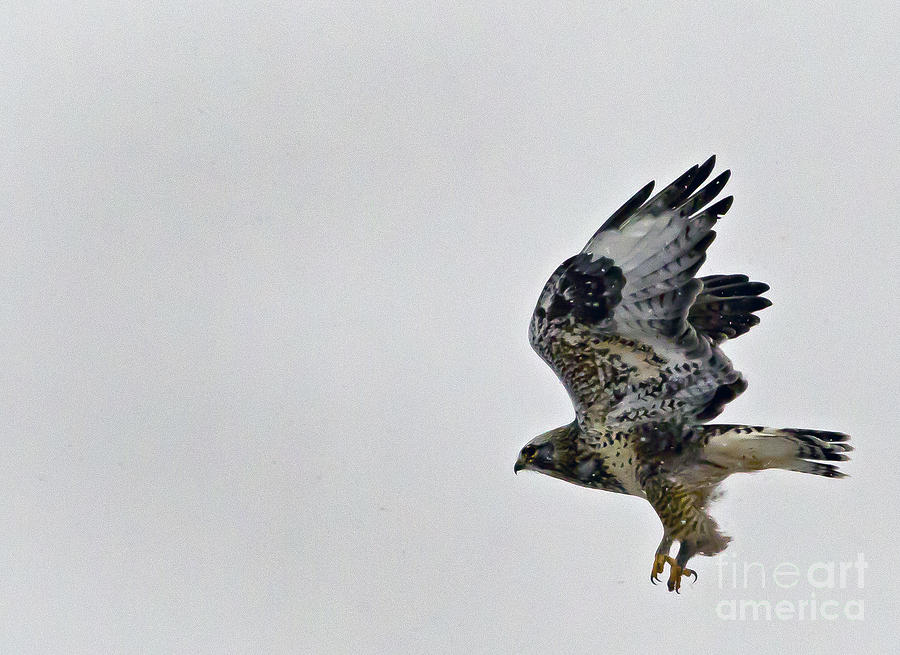Rough-Legged Hawk in Flight  #2400 Photograph by J L Woody Wooden