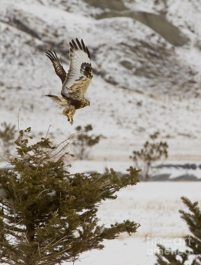 Rough-Legged Hawk In Flight  #5191 Photograph by J L Woody Wooden