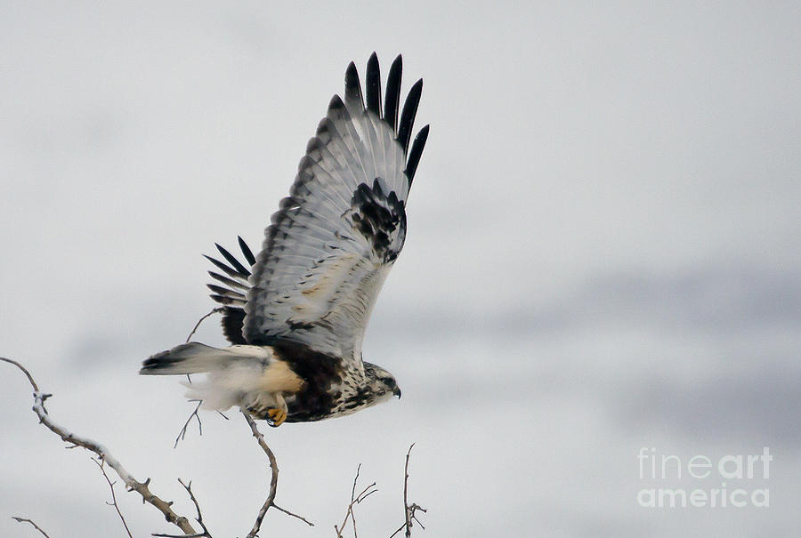 Rough-Legged Hawk In Flight #7318 Photograph by J L Woody Wooden