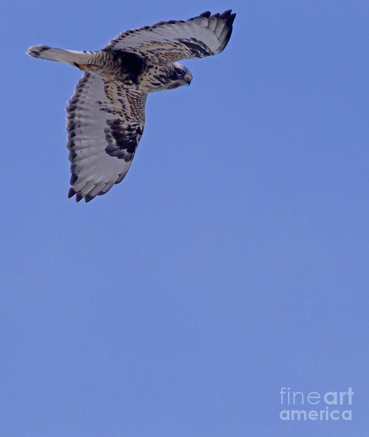 Rough Legged Hawk In Flight Photograph by J L Woody Wooden