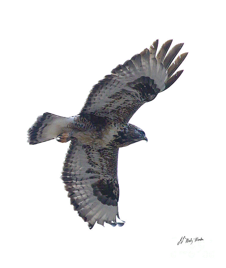 Hawk Photograph - Rough-Legged Hawk In Flight-Signed-#4318 by J L Woody Wooden