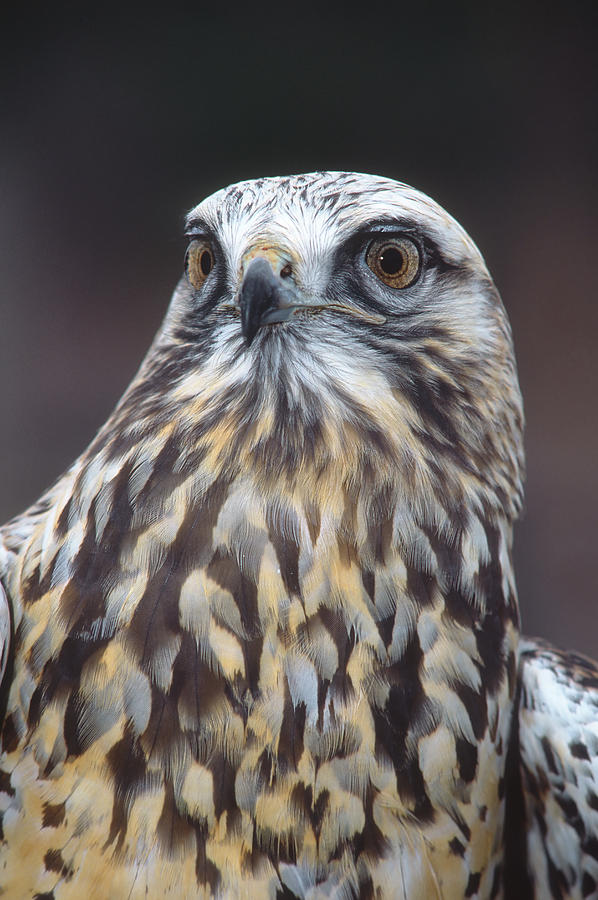 Rough-legged Hawk In Light Phase Vermont Photograph by Tom Vezo