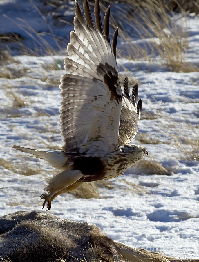 Rough-Legged Hawk Photograph by J L Woody Wooden