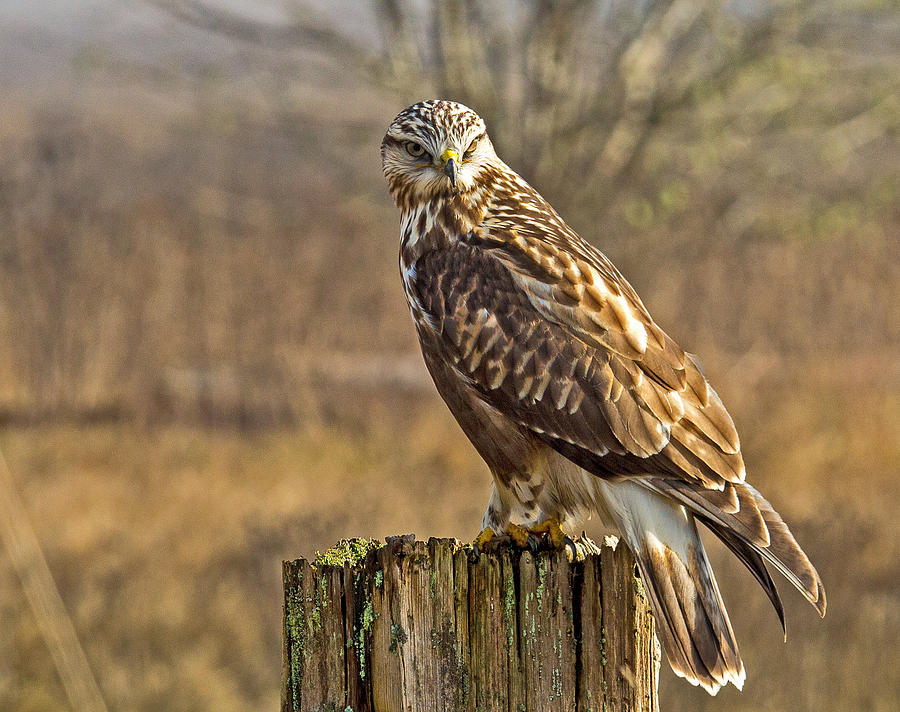 Rough-Legged Hawk Photograph by Randy Hall