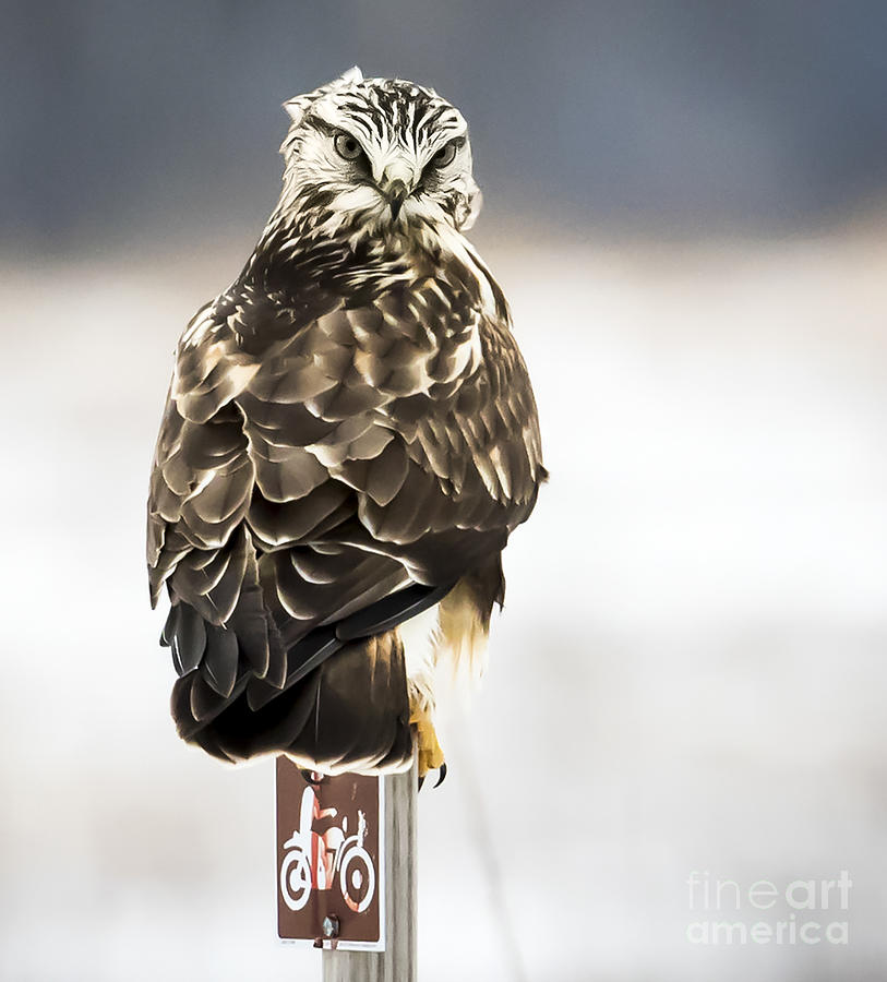 Canon Photograph - Rough-Legged Hawk with the Death Stare by Ricky L Jones Canon Photograph - Rough-Legged Hawk with the Death Stare by Ricky L Jones