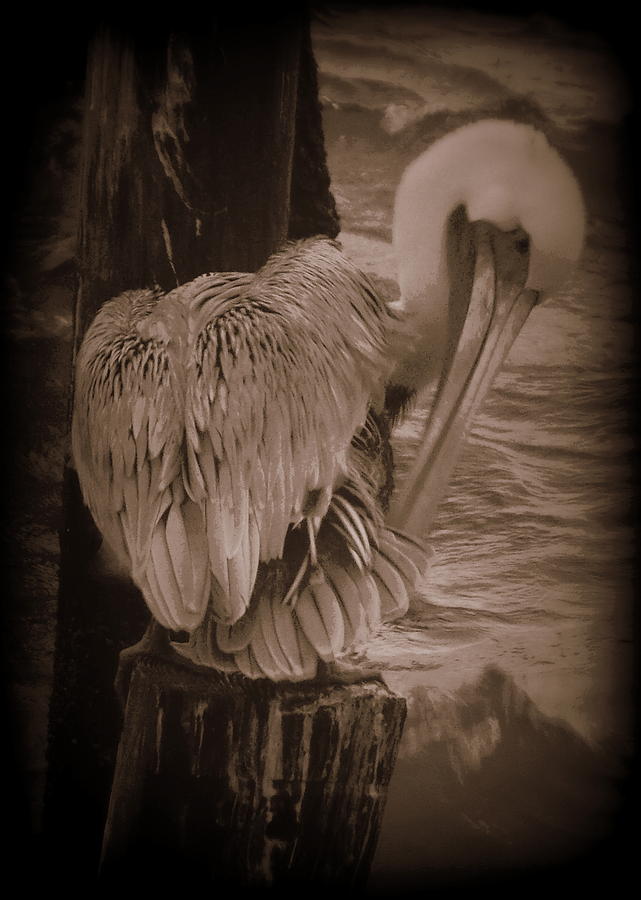 Rough Seas Pelican Photograph by Sheri McLeroy
