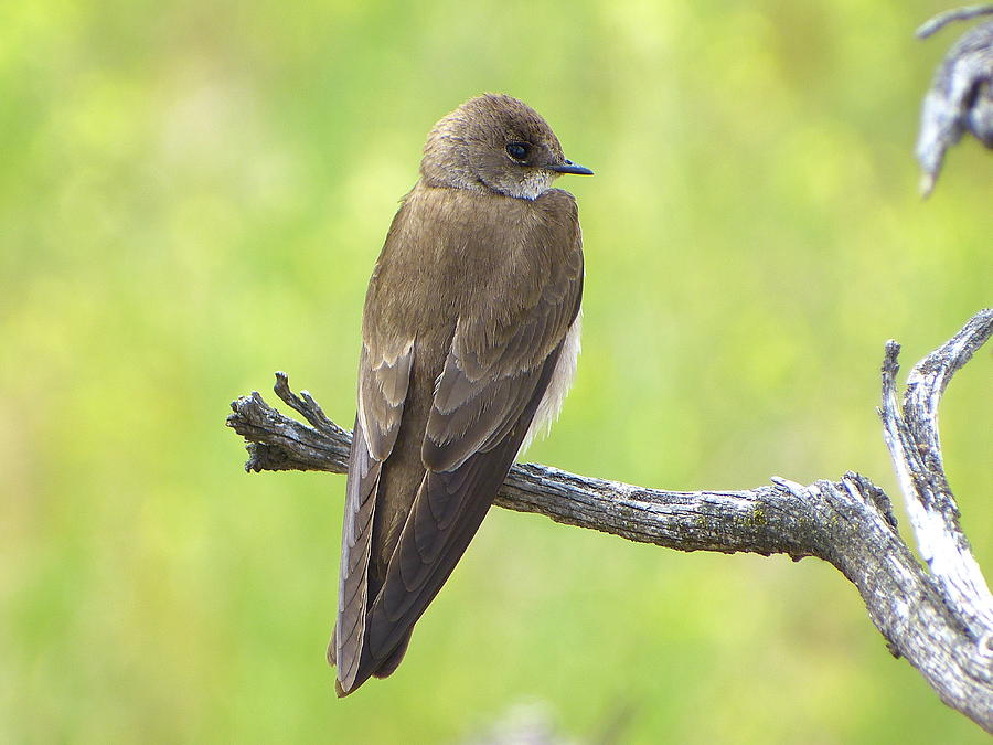 Bird Photograph - Rough-winged Swallow by Jim Law